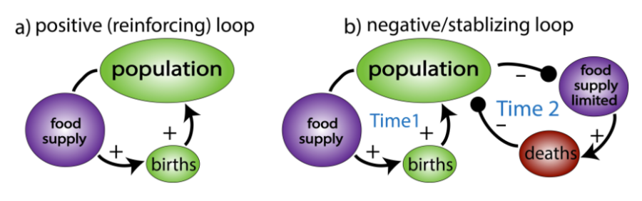 On the left you have a positive feedback loop of population food supply and births and on the right you have a negative feedback loop that includes a limited food supply and deaths